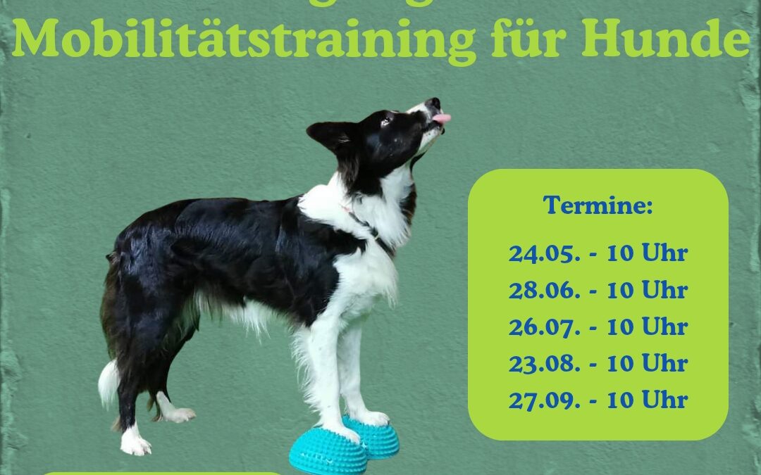 Bewegungs- und Mobilitätstraining für Hunde